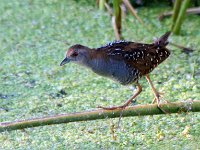 Crakes